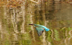 カワセミちゃん＜雌＞（大阪／城北）