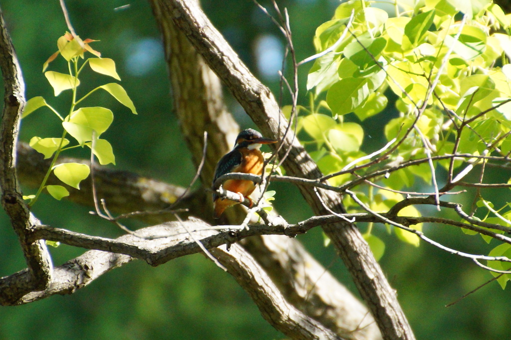 カワセミちゃん