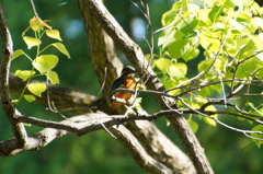 カワセミちゃん