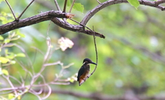 カワセミくん（大阪／千里）