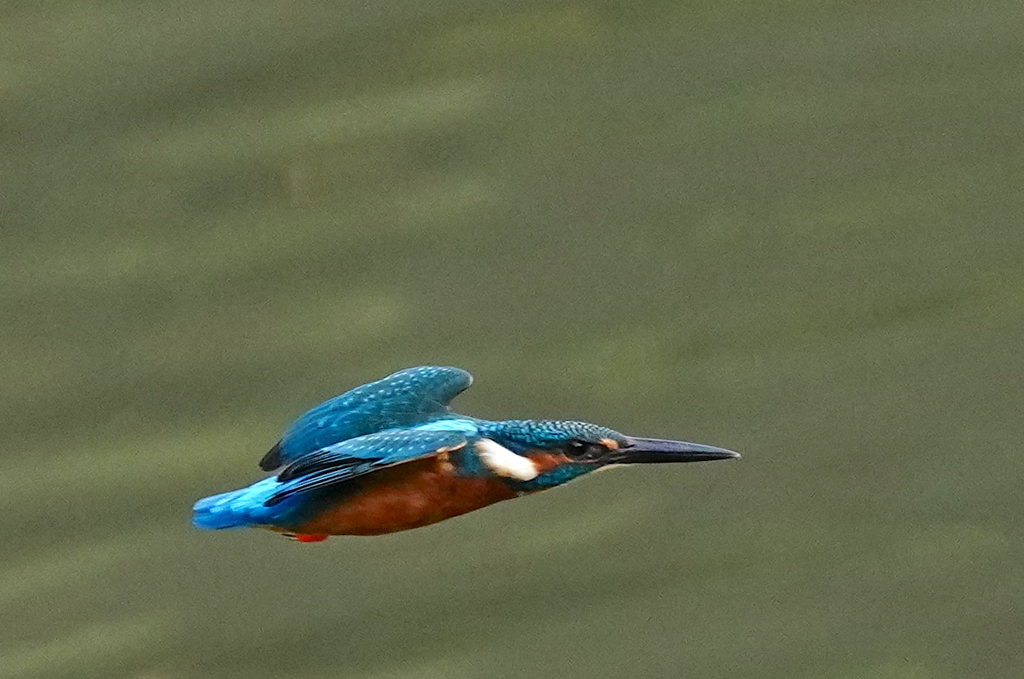 飛行