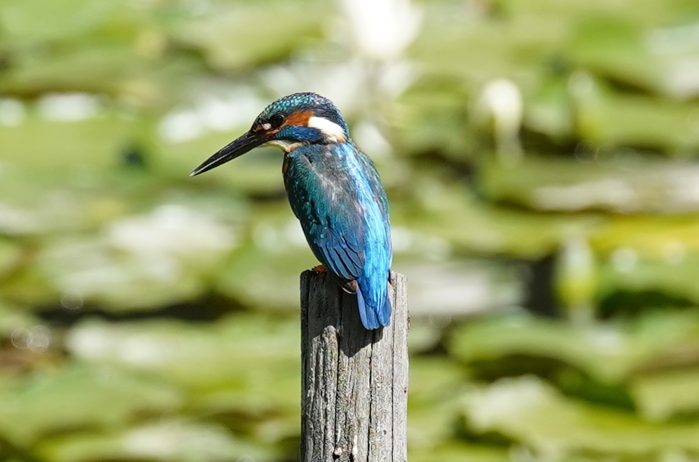 杭にカワセミくん♂   大阪◇豊中千里