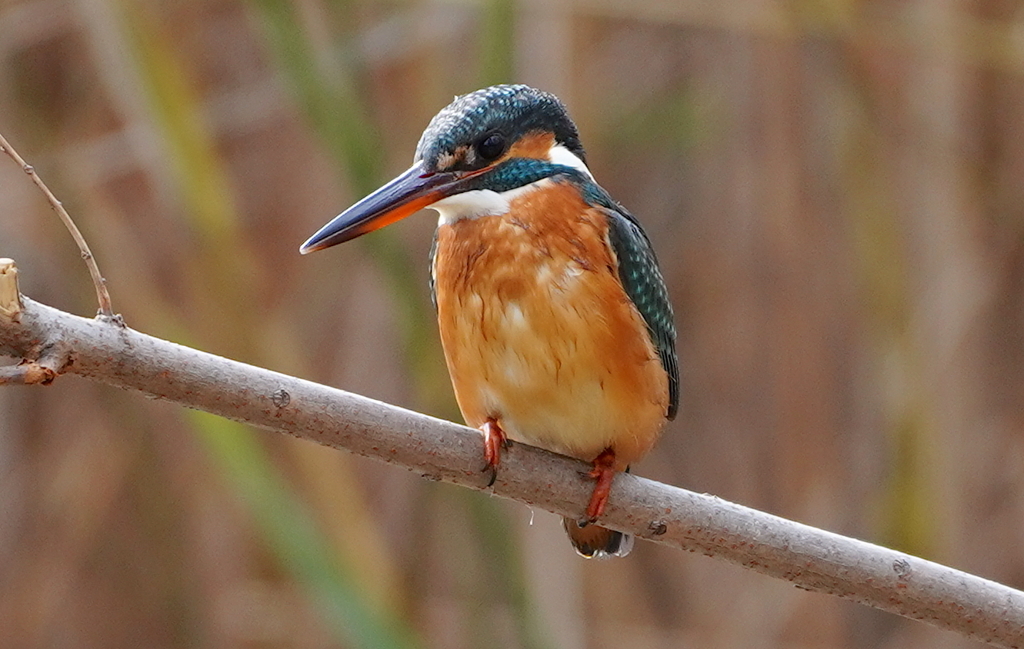 枝にカワセミちゃん　大阪／吹田千里
