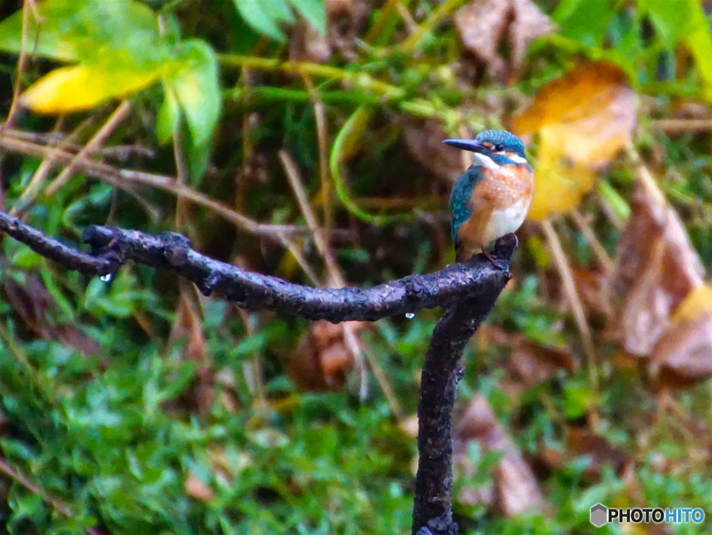 雨中のカワセミくん