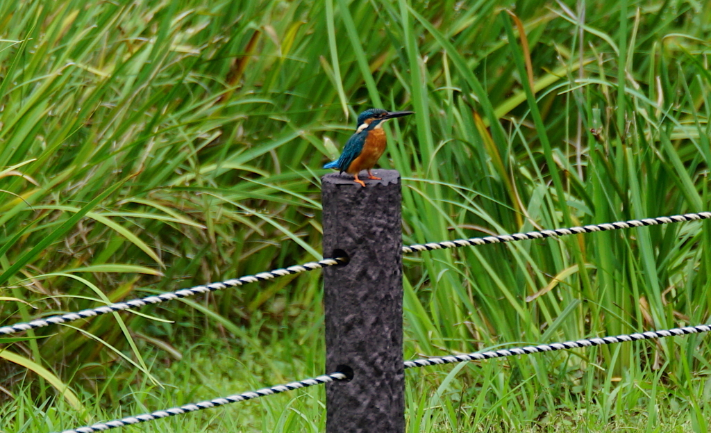 カワセミくん（大阪／千里）