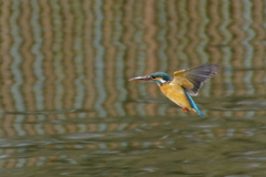 ホバリングなカワセミくん