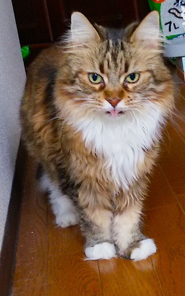 ねこさま