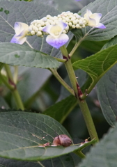 アジサイとカタツムリ（大阪／住吉公園）