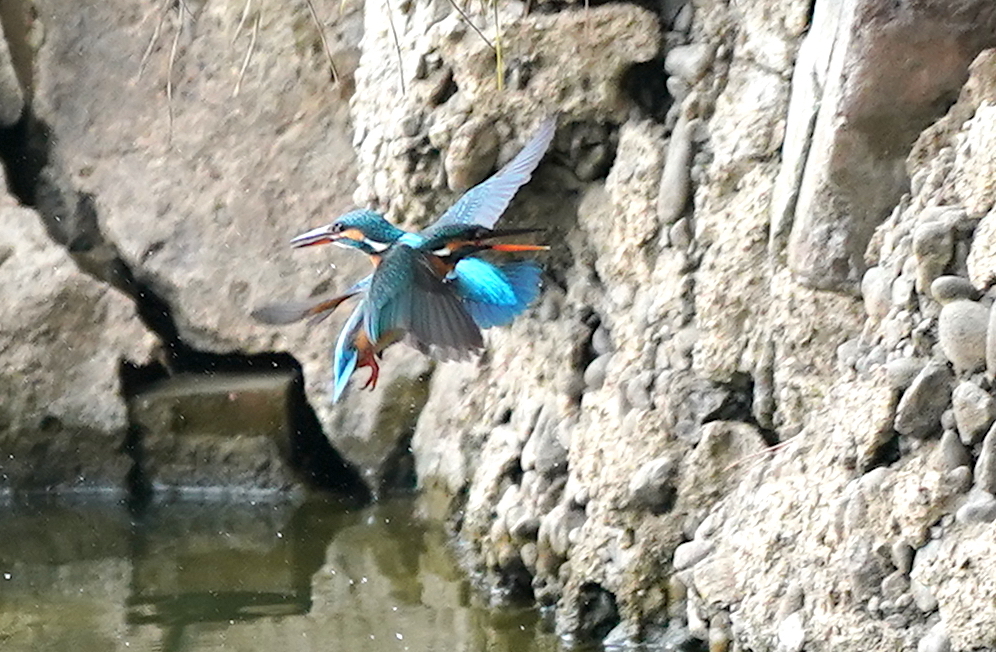 バロムクロスっていうかエックスな