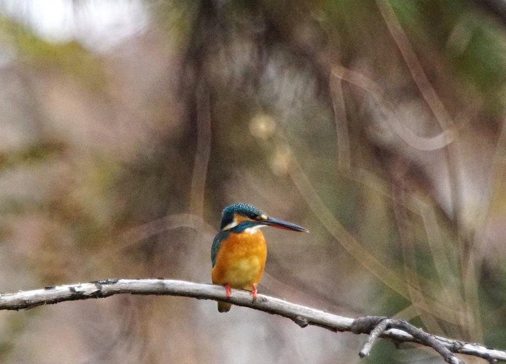 枝にカワセミちゃん（♀）大阪／旭
