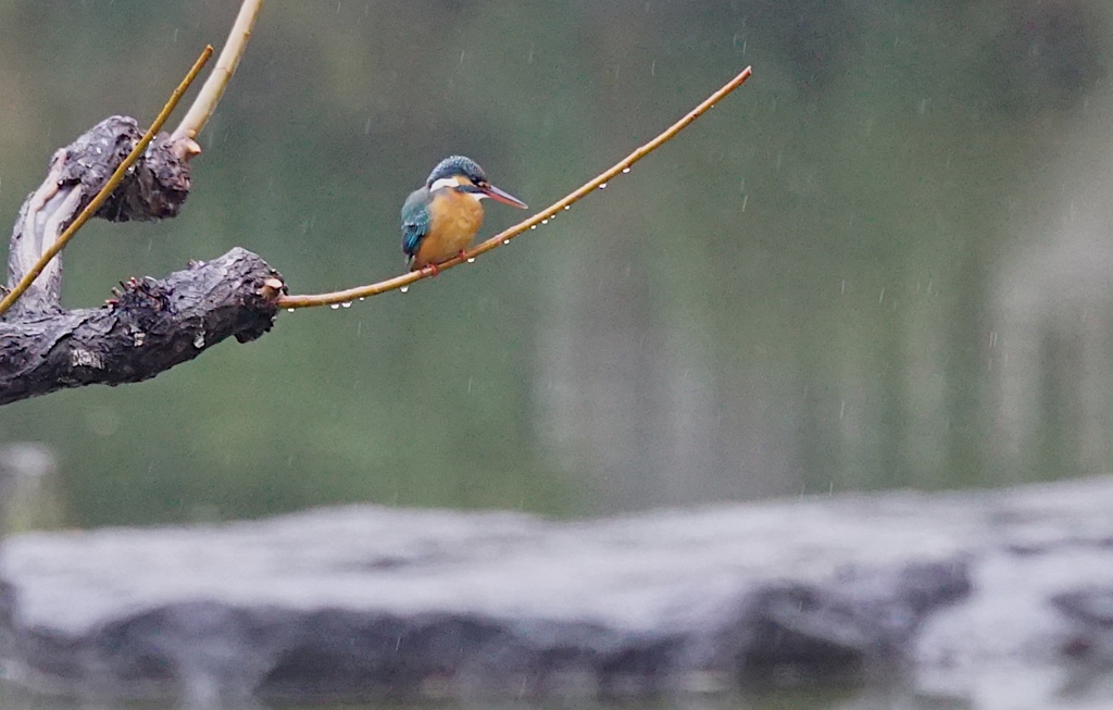 雨中のカワセミちゃん（♀）大阪／天王寺