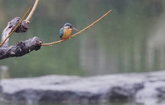 雨中のカワセミちゃん（♀）大阪／天王寺