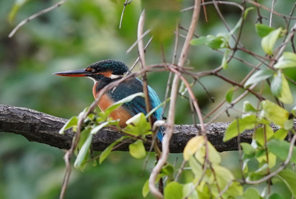 枝にカワセミちゃん♀   大阪◇長居