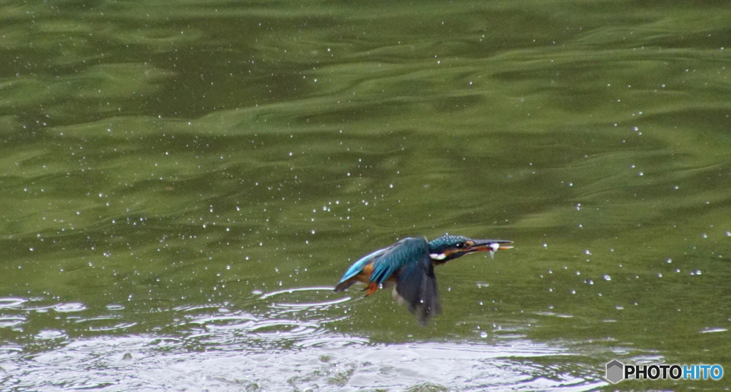 カワセミちゃん