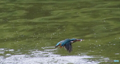 カワセミちゃん