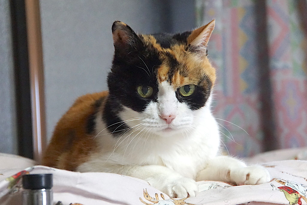 三毛猫さま
