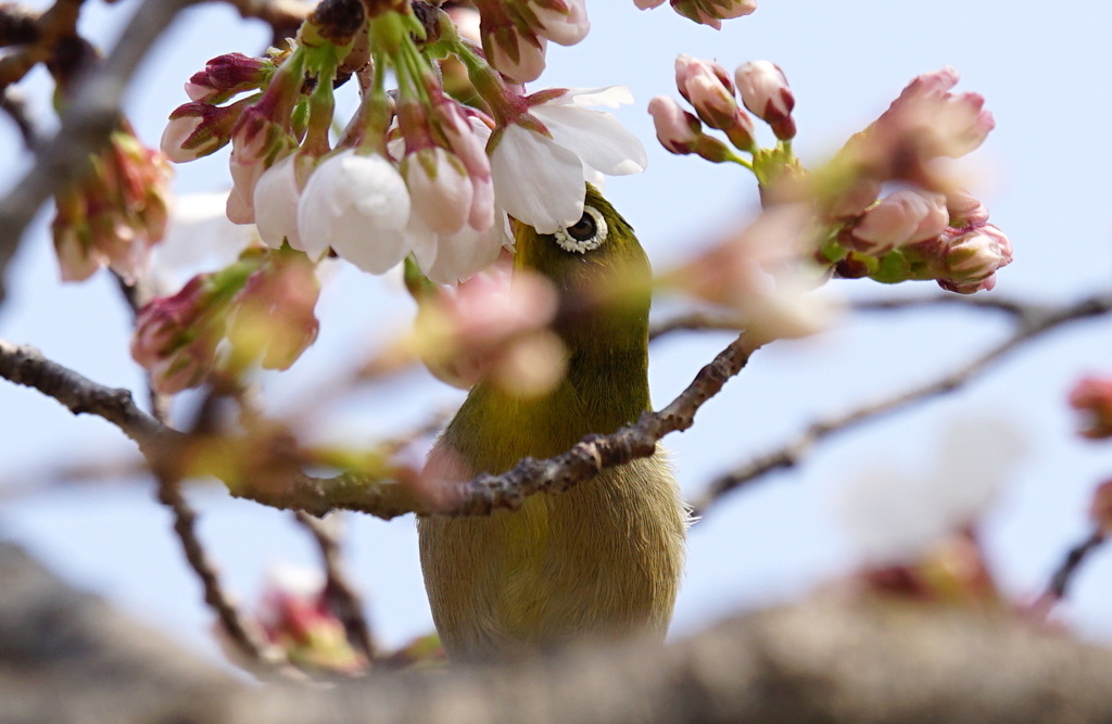 サクラとメジロ