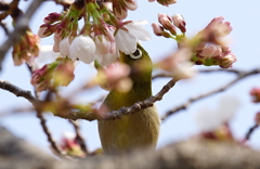 サクラとメジロ