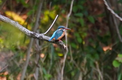 カワセミちゃん♀ 大阪／千里