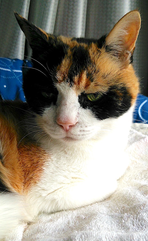 三毛猫さま