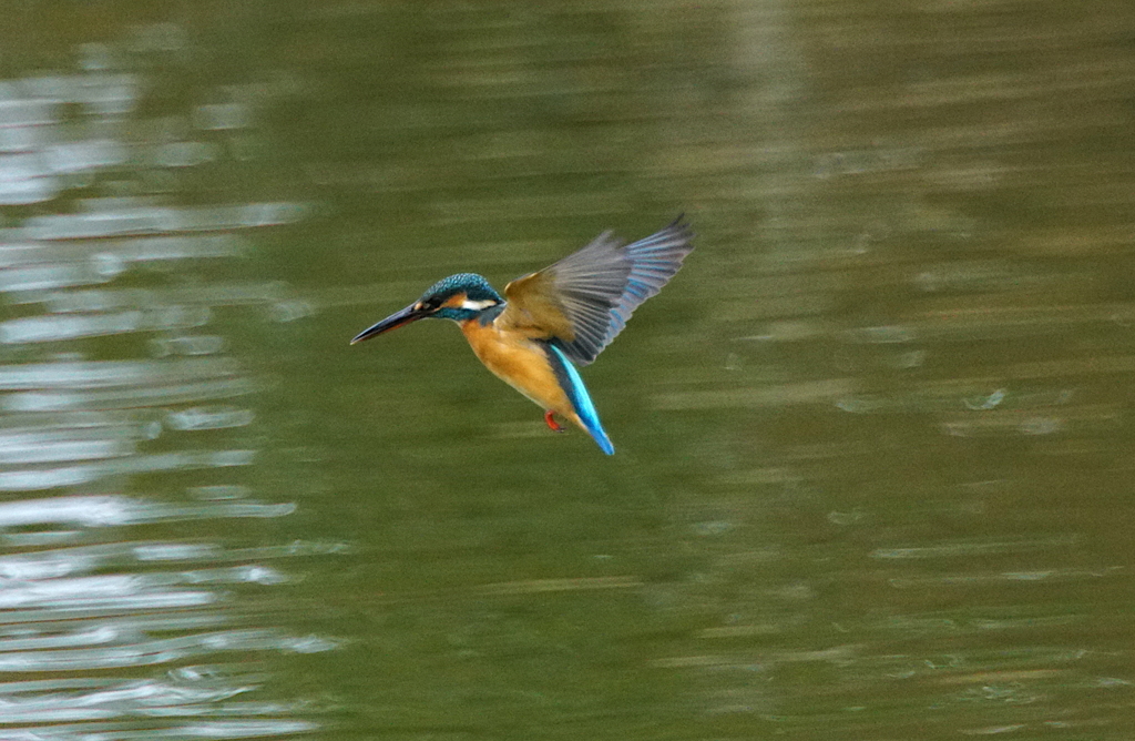 ホバリングなカワセミちゃん（♀）大阪／旭