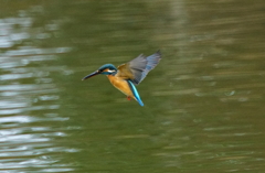 ホバリングなカワセミちゃん（♀）大阪／旭