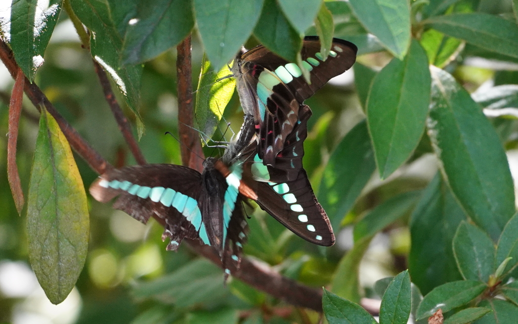 アオスジアゲハ三角関係　　大阪／桃ヶ池