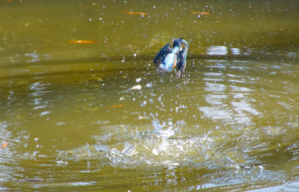 お魚ゲットなカワセミくん（♂）