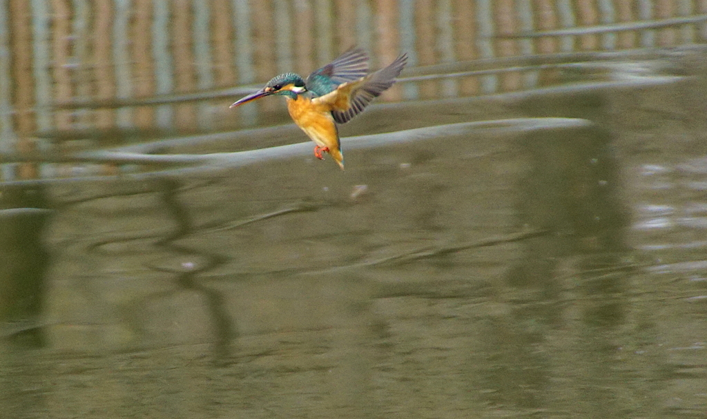 カワセミちゃんホバリング