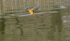 カワセミちゃんホバリング