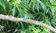 カワセミくん（大阪／茶臼山）