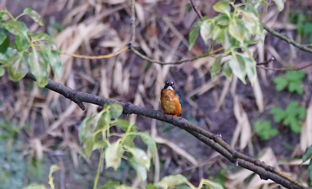 カワセミくん（大阪／天王寺）