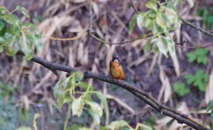 カワセミくん（大阪／天王寺）
