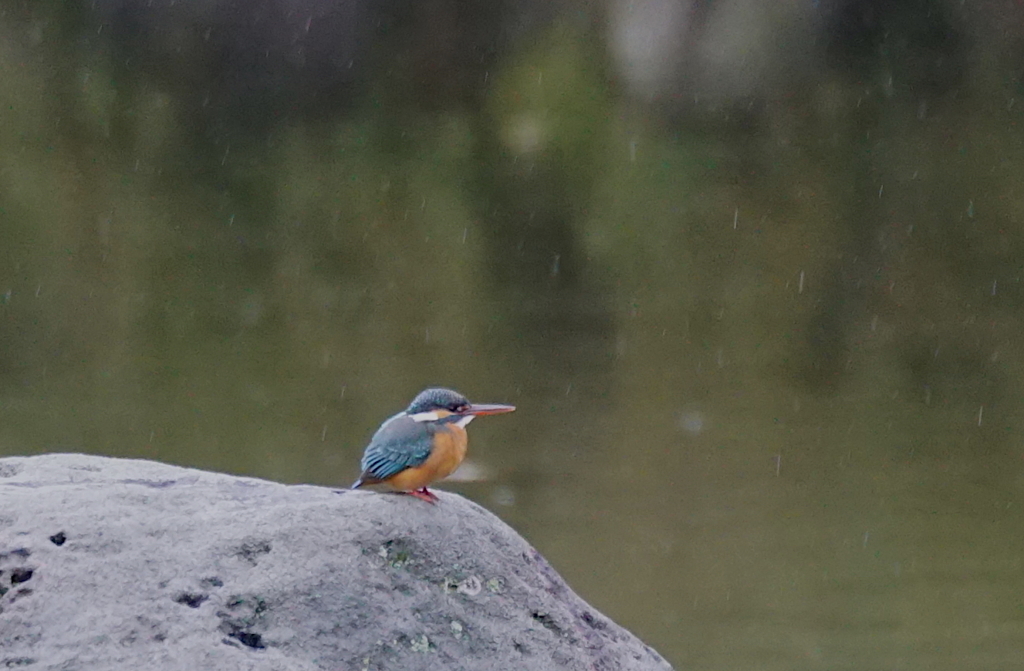 カワセミちゃん（♀）大阪／天王寺