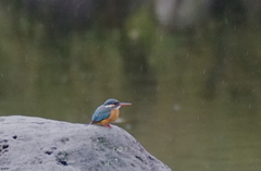 カワセミちゃん（♀）大阪／天王寺