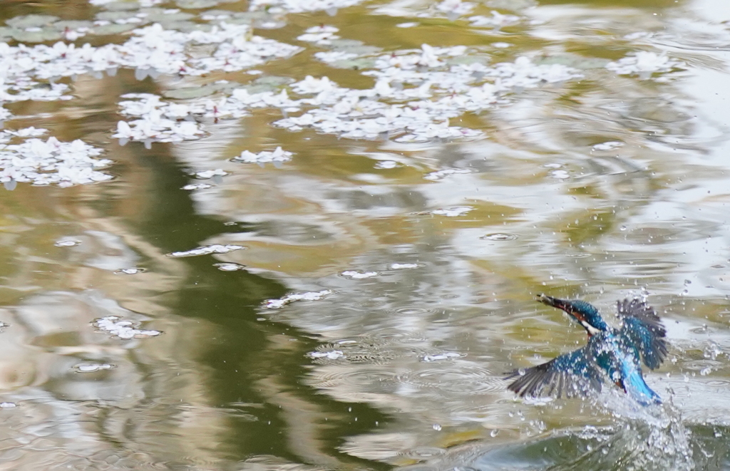 桜の花びら水面バックにお魚ゲットなカワセミくん　　大阪／天王寺
