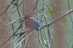 鉄柵かぶりのカワセミくん　大阪／豊中千里