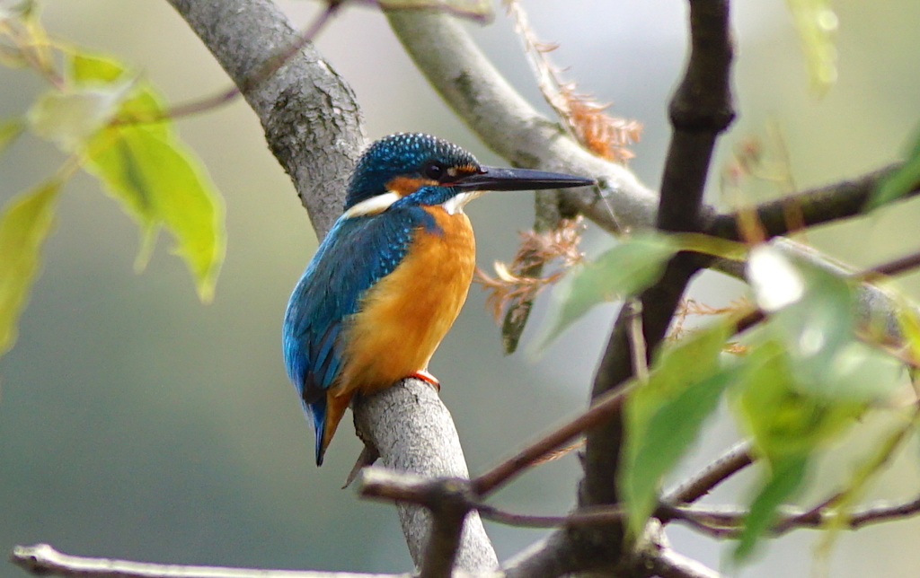 枝にカワセミくん♂　大阪／南千里