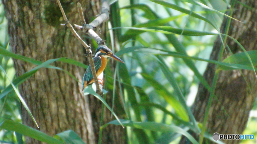 カワセミちゃん