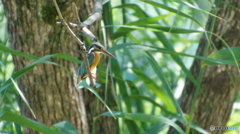 カワセミちゃん