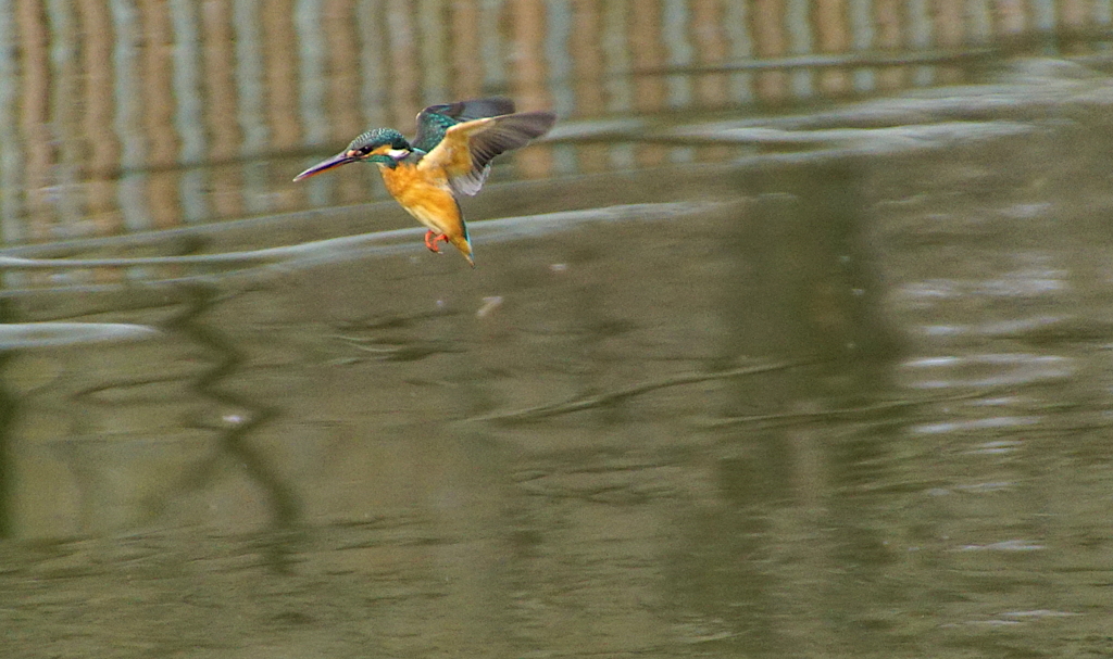 羽ばたき空中停止飛行