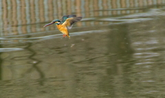 羽ばたき空中停止飛行