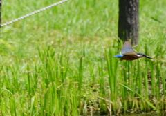 飛行な