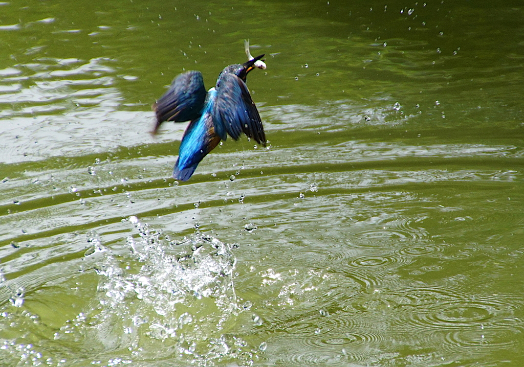 カワセミくんお魚ゲット