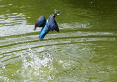 カワセミくんお魚ゲット