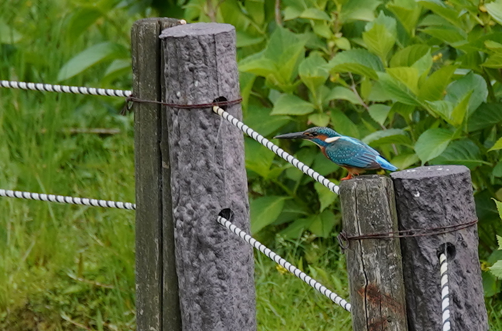 カワセミくん♂ 大阪／千里