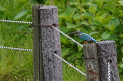 カワセミくん♂ 大阪／千里