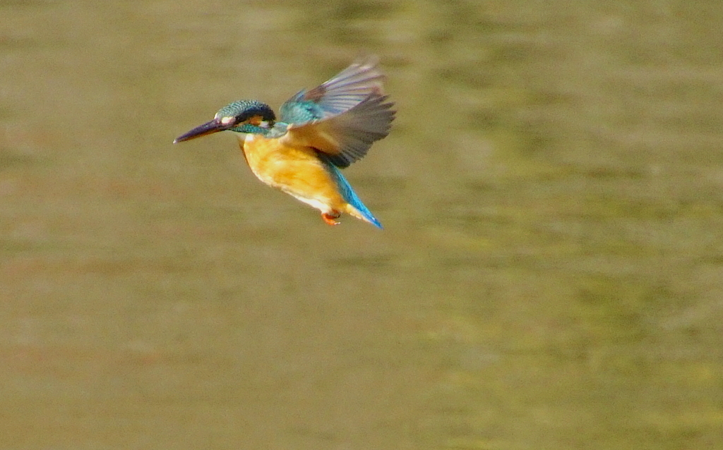 ホバリングなカワセミくん