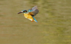 ホバリングなカワセミくん