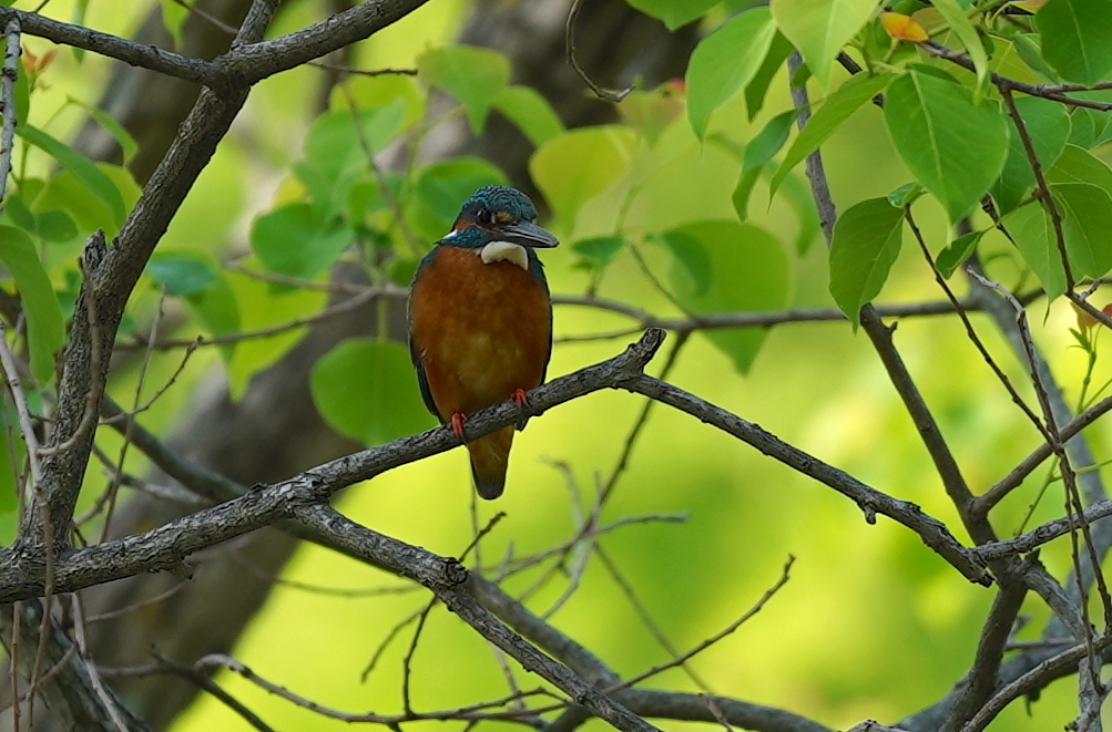 枝にカワセミくん　大阪／吹田千里
